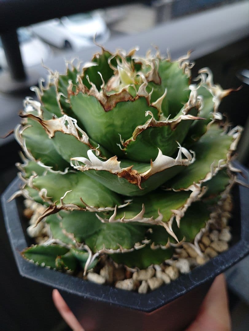 アガベ フィリグリー メルカリ便 子株付き