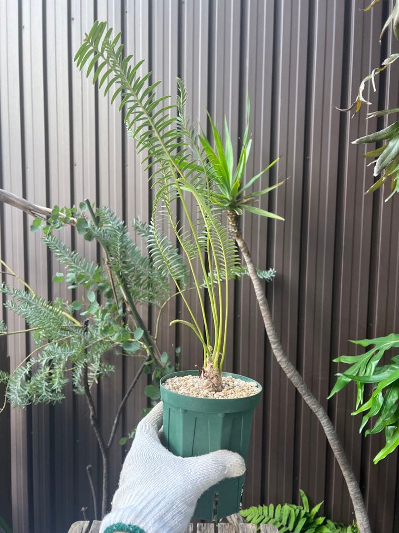 タイムセール】ディオーン・エデュレ / 国内実生 ソテツ 多肉 希少 レア