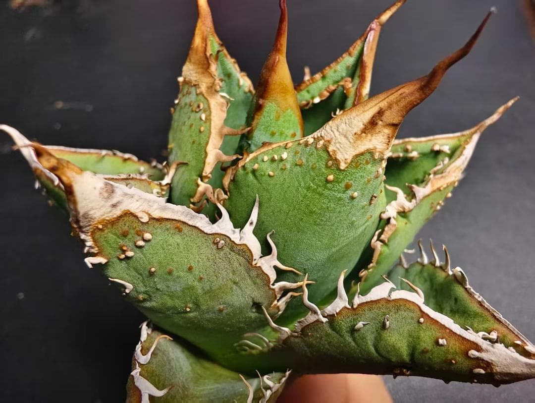 な*お様 アガベ チタノタ 麻花龍 極上強棘 美株 ブツブツ コレクシ Lize