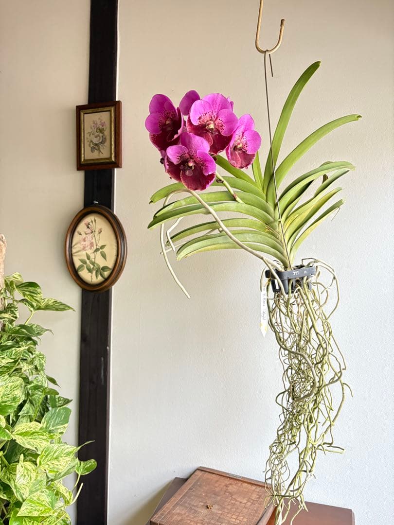 洋ラン バンダ 蘭 Renu Delight ツートン ① - メルカリ