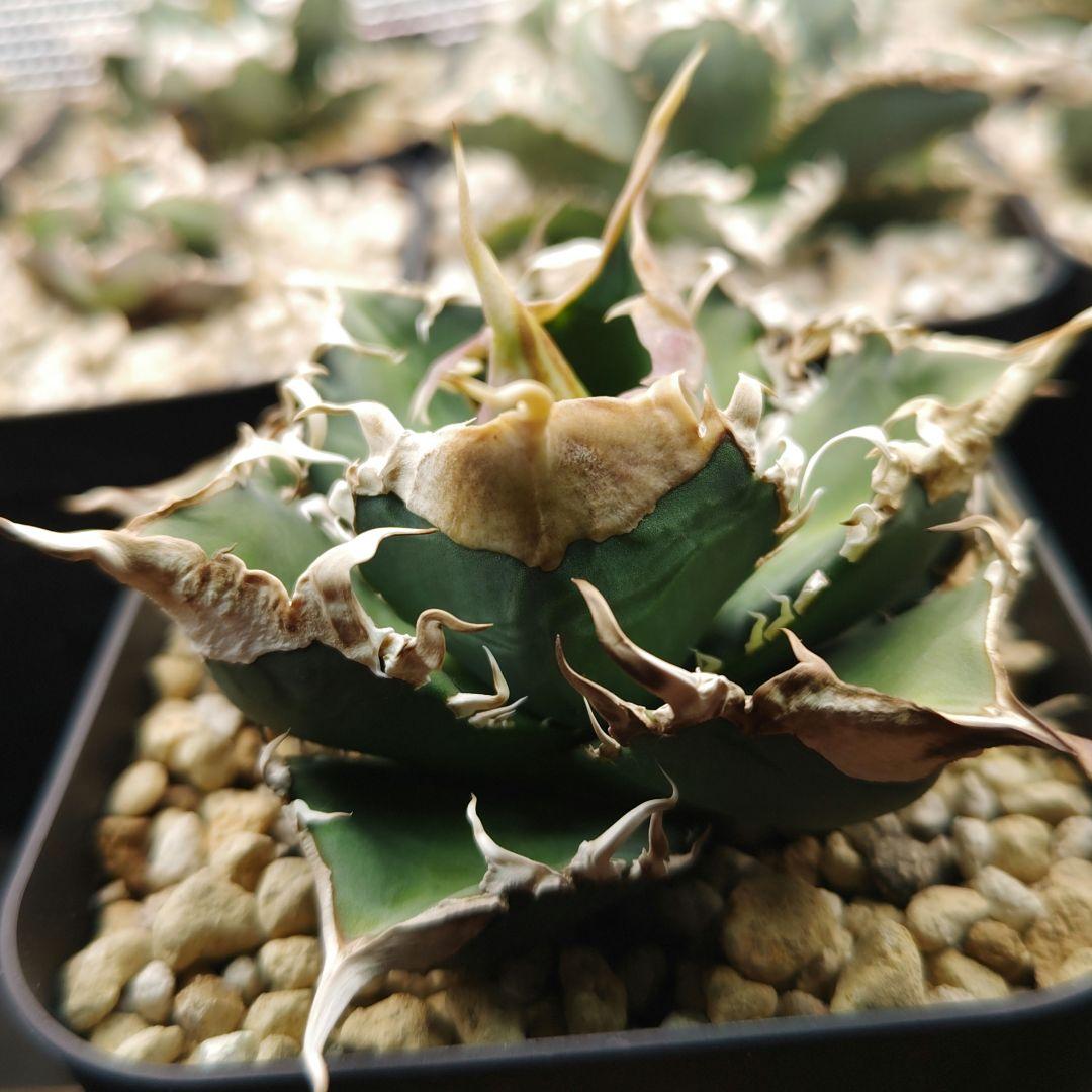 アガベ チタノタ 緑幽霊（レーサー）親株