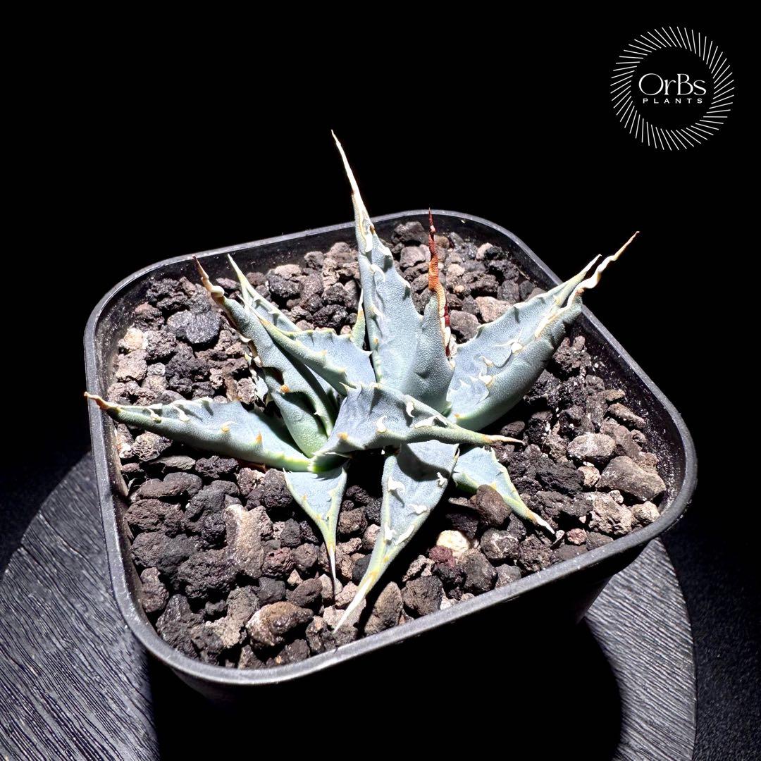 実生】アガベ ユタエンシス エボリスピナ コークスクリュー ダブル