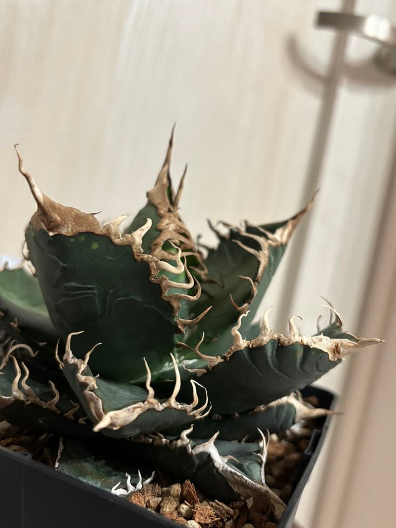 明日出品終了】 アガベ チタノタ 悪魔くん スーパーチタノタ BAKEMONO