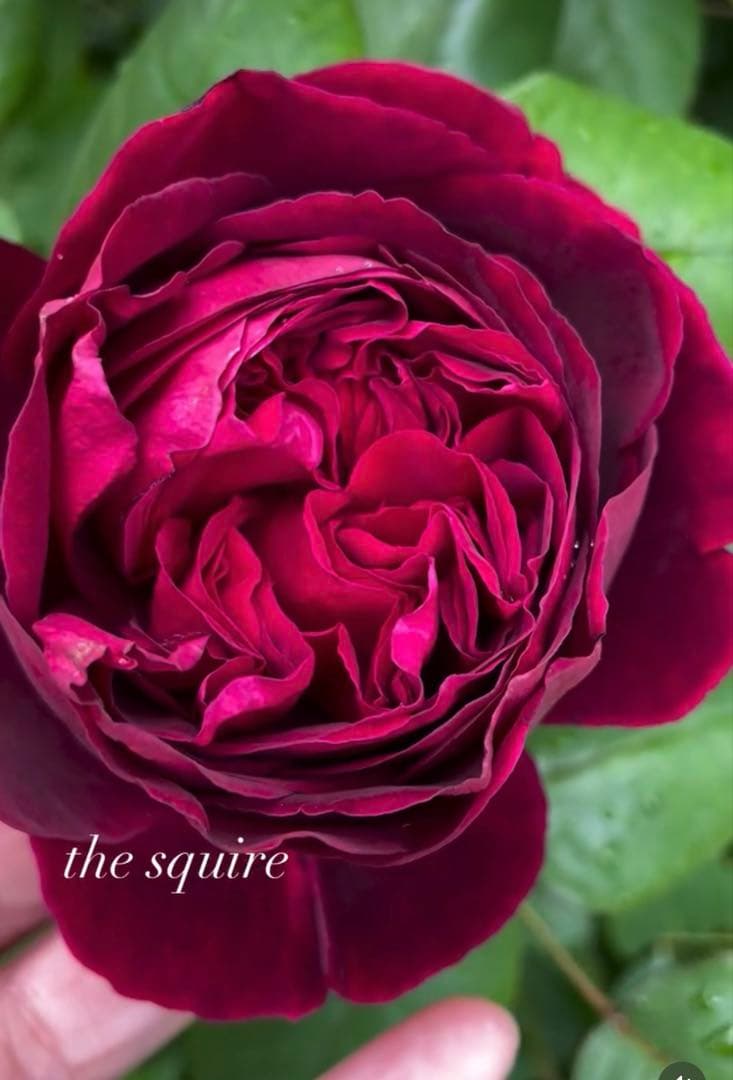 1.29癌腫無し 即購入可能】【ザスクワイヤー】廃盤ERイングリッシュ