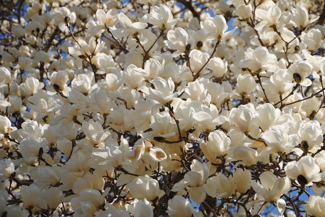 【ニコン用 高倍率】TAMRON 18-270 F3.5-6.3 Di II