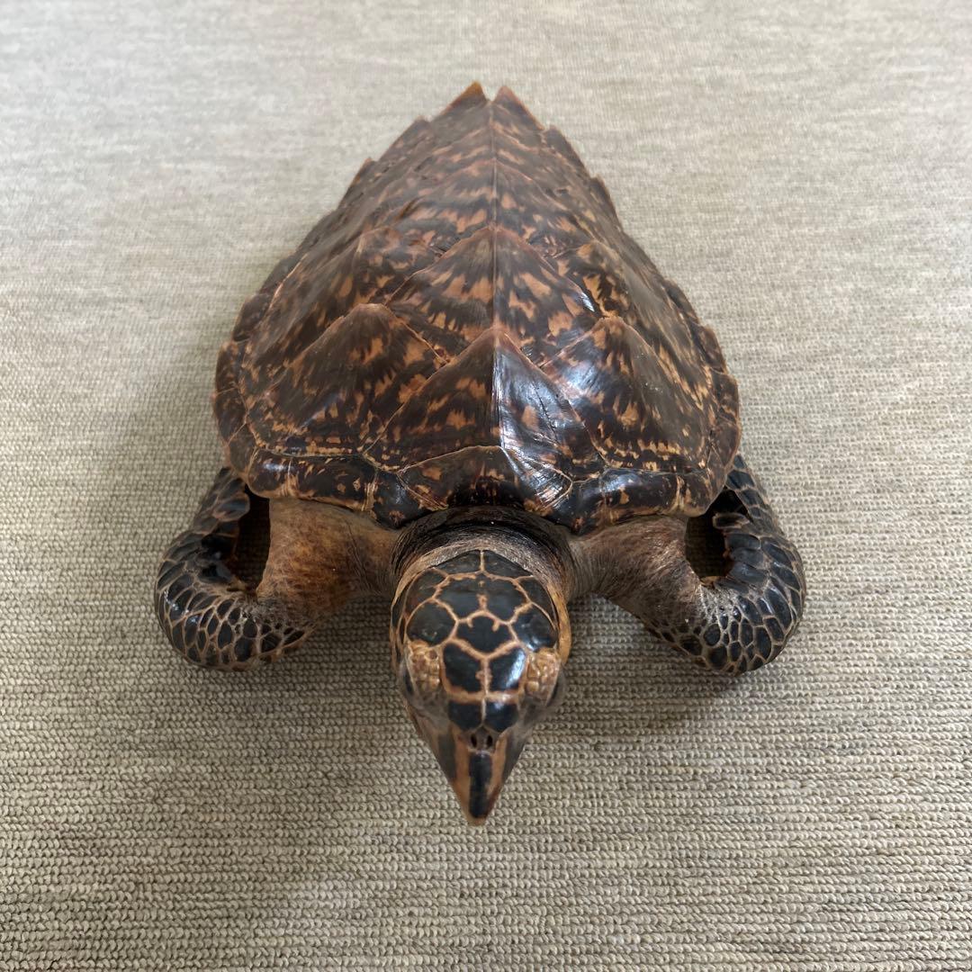 ウミガメ タイマイの剥製 国際希少野生動植物登録票有り - メルカリ