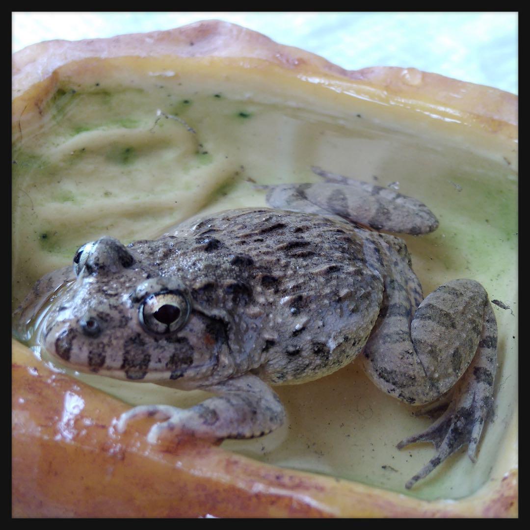 冷凍カエル【S・10匹】餌用カエル 約2〜2.5cm ヌマガエル 餌 自家繁殖