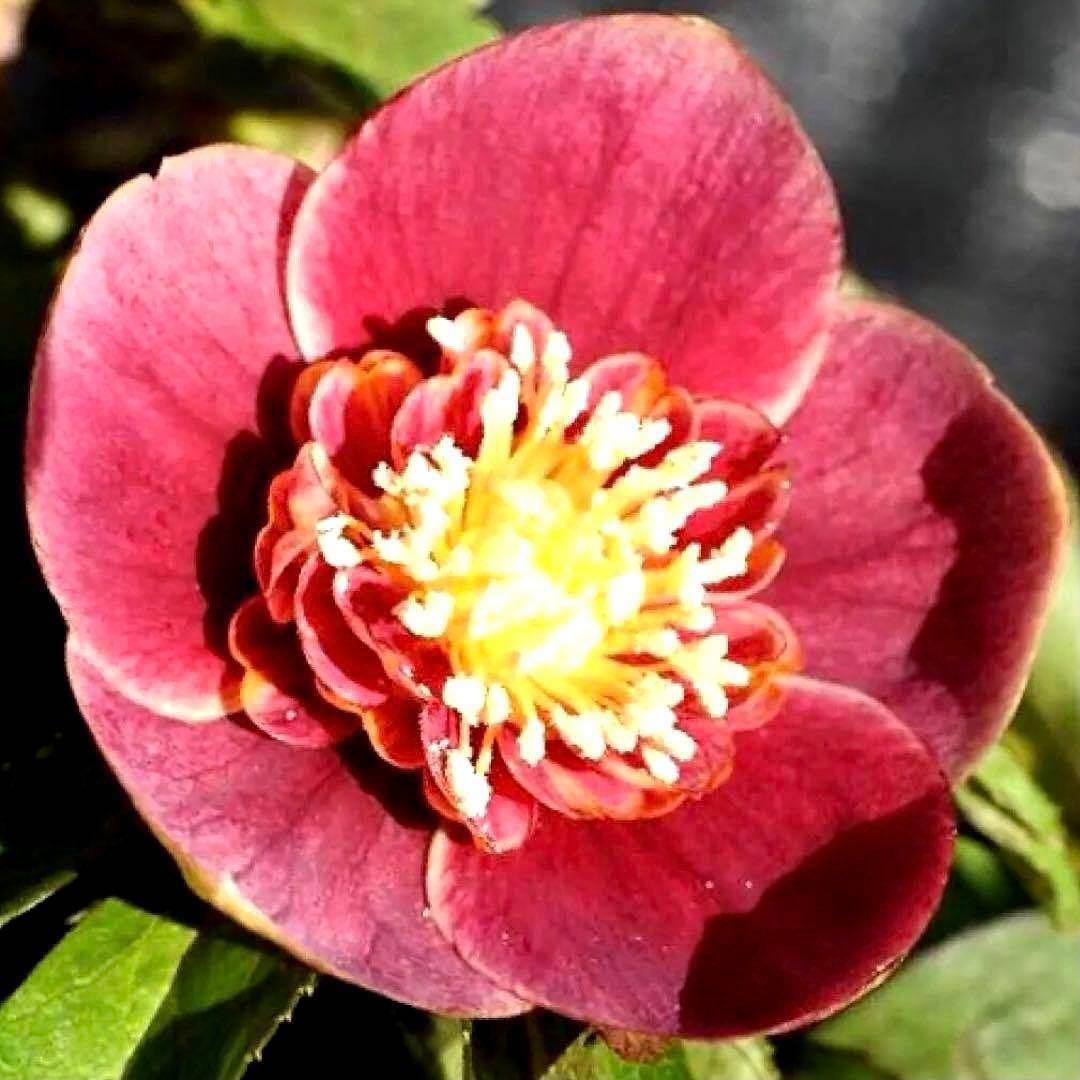 r*o様 3490☘️蕾花付き☘️極上☘️⭐️小輪⭐️ ハートSD⭐️オーレア⭐