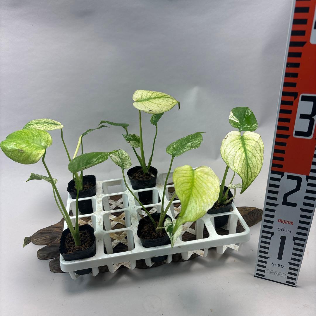 5株セットms74【特別選抜】ホワイトモンスター／天津蘭 モンステラ