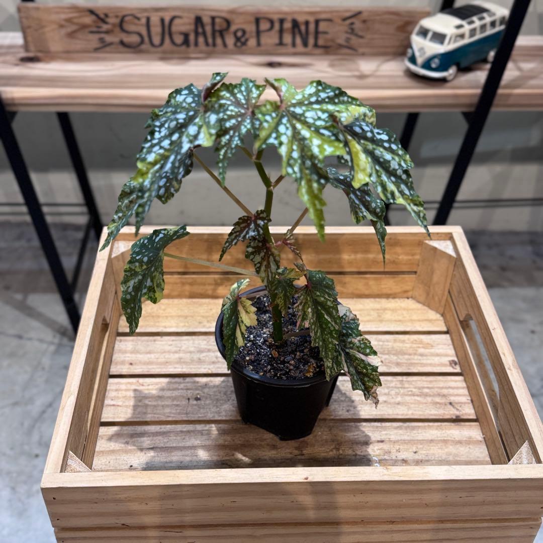 R*9様 10 ベゴニア イズモノキラボシ 斑入り ピンク斑に変化 激激レア