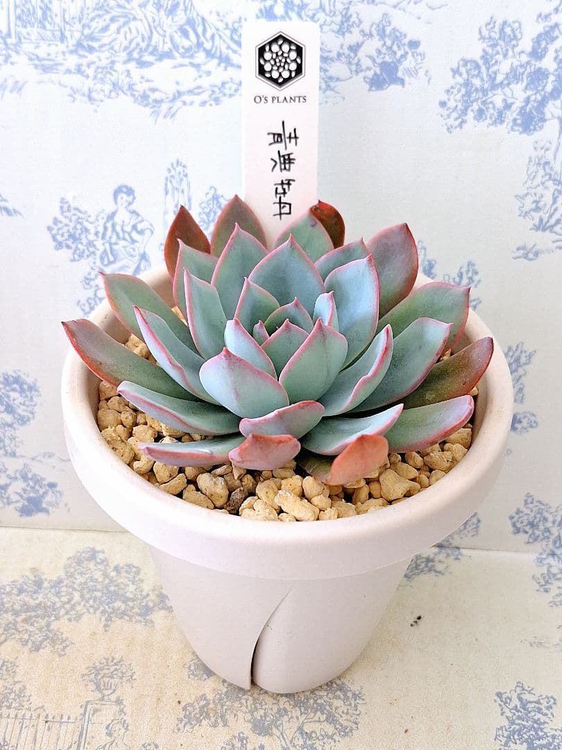 3号鉢 青典牡丹 札付きポットごとメルカリ便オーズプランツさん苗