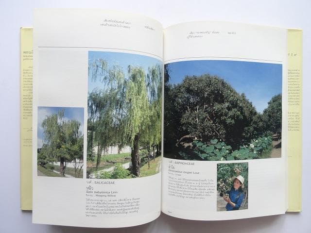 【専用】洋書2冊◆ラーマ9世公園写真集 / パッターニー 画集 作品写真集