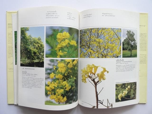 【専用】洋書2冊◆ラーマ9世公園写真集 / パッターニー 画集 作品写真集