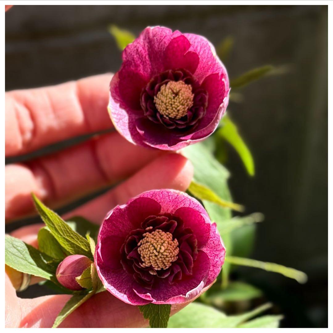 □加藤農園□ 昨々シーズン株分け クリスマスローズ - メルカリ