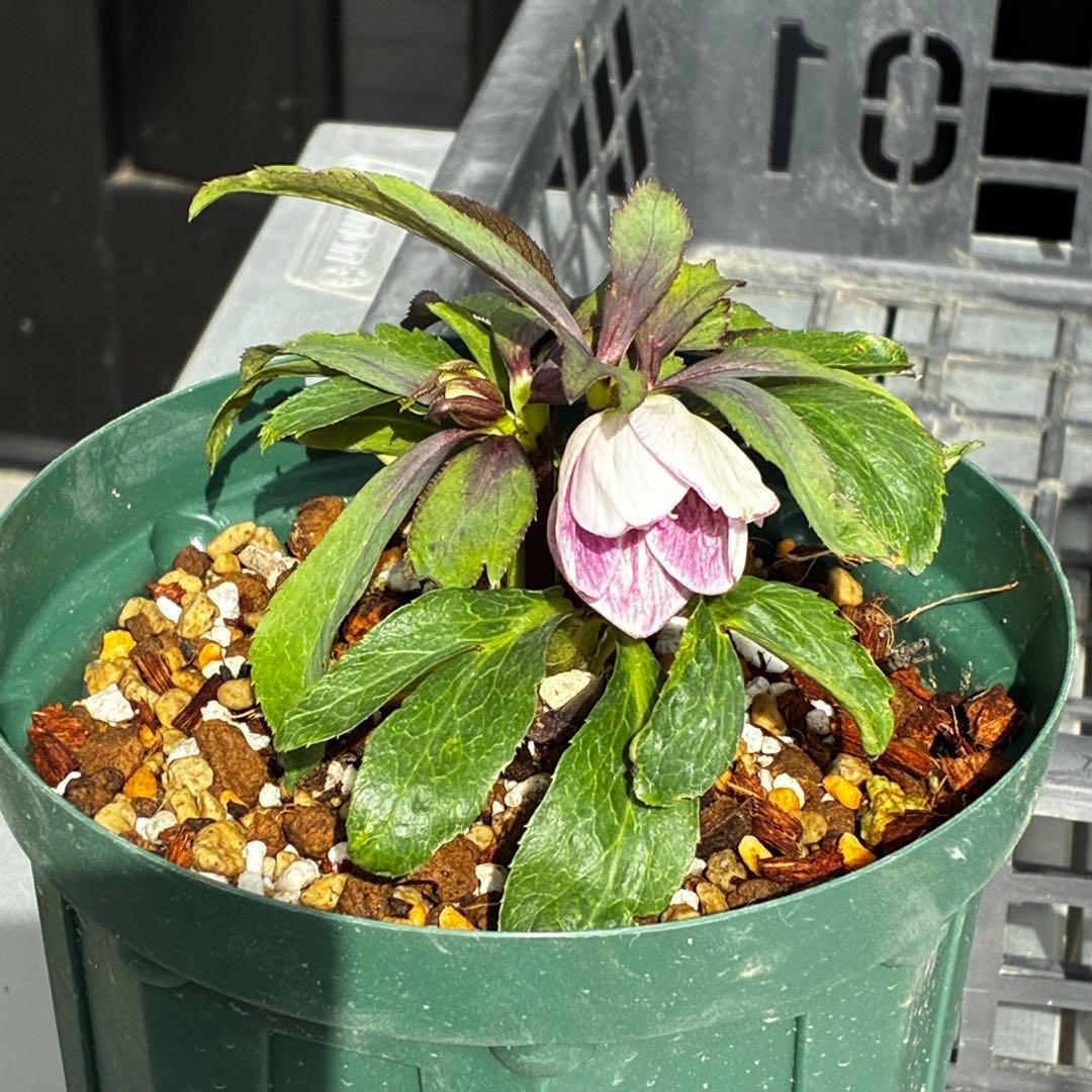 Y*i様 3551☘️蕾花付☘️超希少☘️筒型SD⭐️ポーセリン⭐️小輪⭐️ぼか