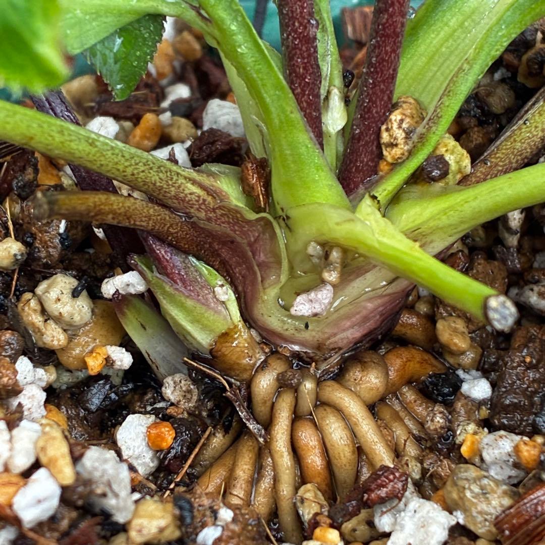 Y*i様 3551☘️蕾花付☘️超希少☘️筒型SD⭐️ポーセリン⭐️小輪⭐️ぼか