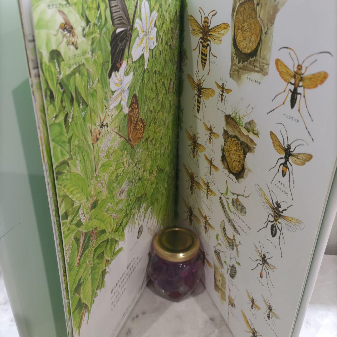 夏の虫 夏の花 645種の生きもの - メルカリ