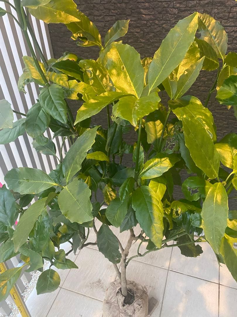 パル@プロフ必読様専用 クロアオキ 樹高H1.5m - メルカリ