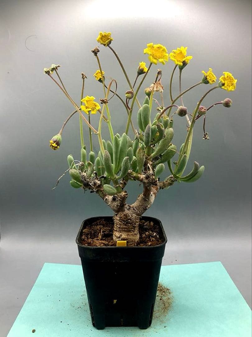 myu様 リクエスト 5点 まとめ商品