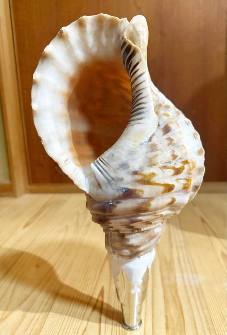 修験道法螺貝36㎝ 山伏 密教 魔除け 熊よけ❣️ホラガイ ほら貝 - メルカリ