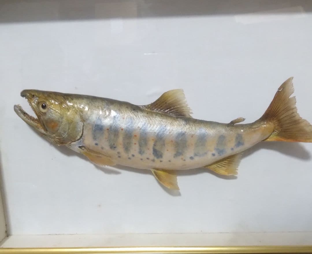 《値下げOK》希少品 尺ヤマメ 剥製 額装品 渓流の女王 山女魚 縁起物