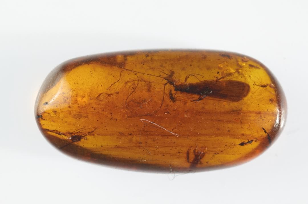 ZB371虫入り琥珀化石 ミャンマー カムティかタナイ産 9900万年前