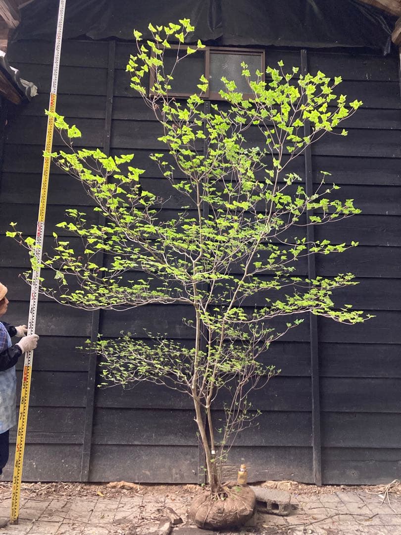 オンライン ショッピング 通販インテリア・住まい・小物 - 20 山採り