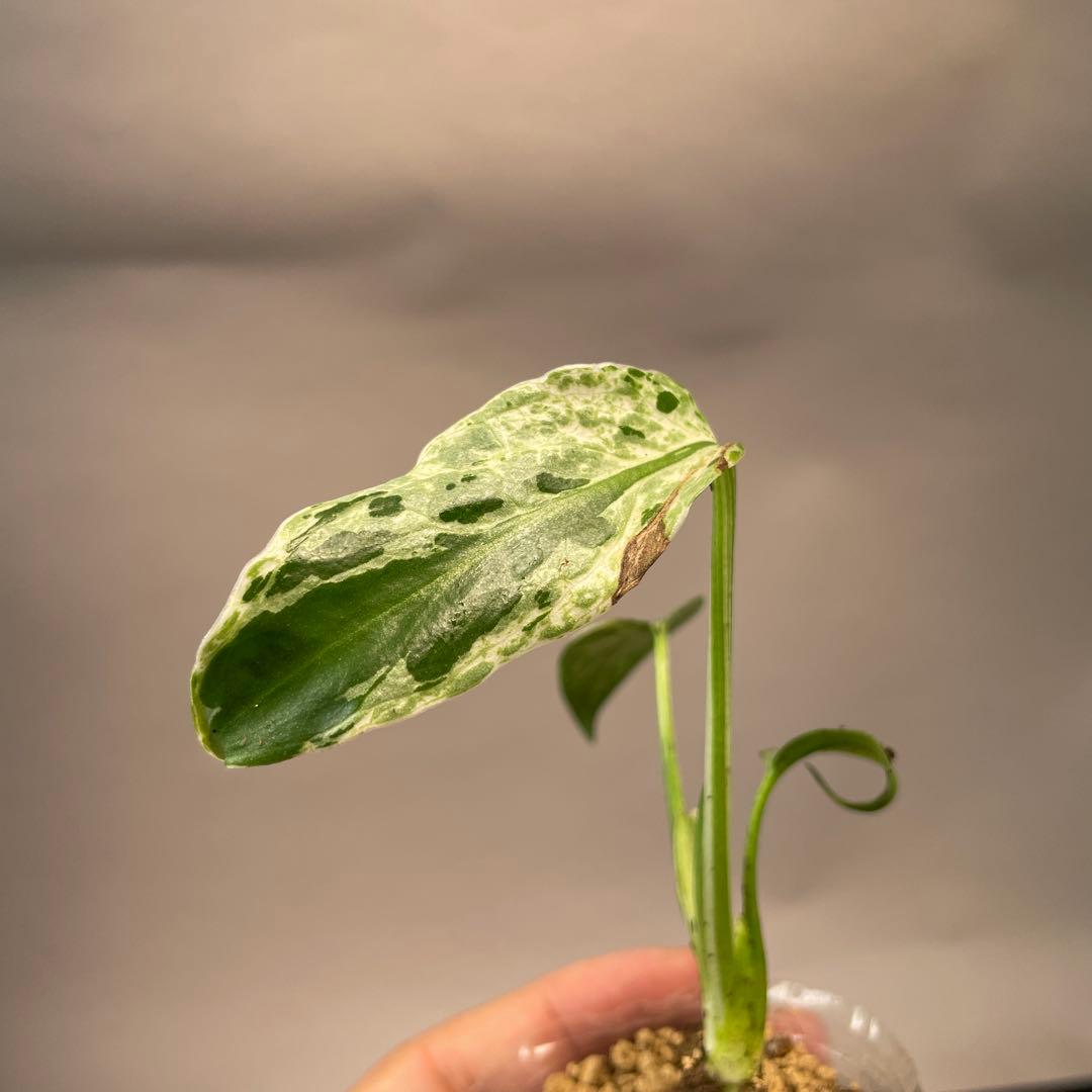 A12品種保証！斑入り保証Bulbasaurモンステラ バルバソー フシギダネ