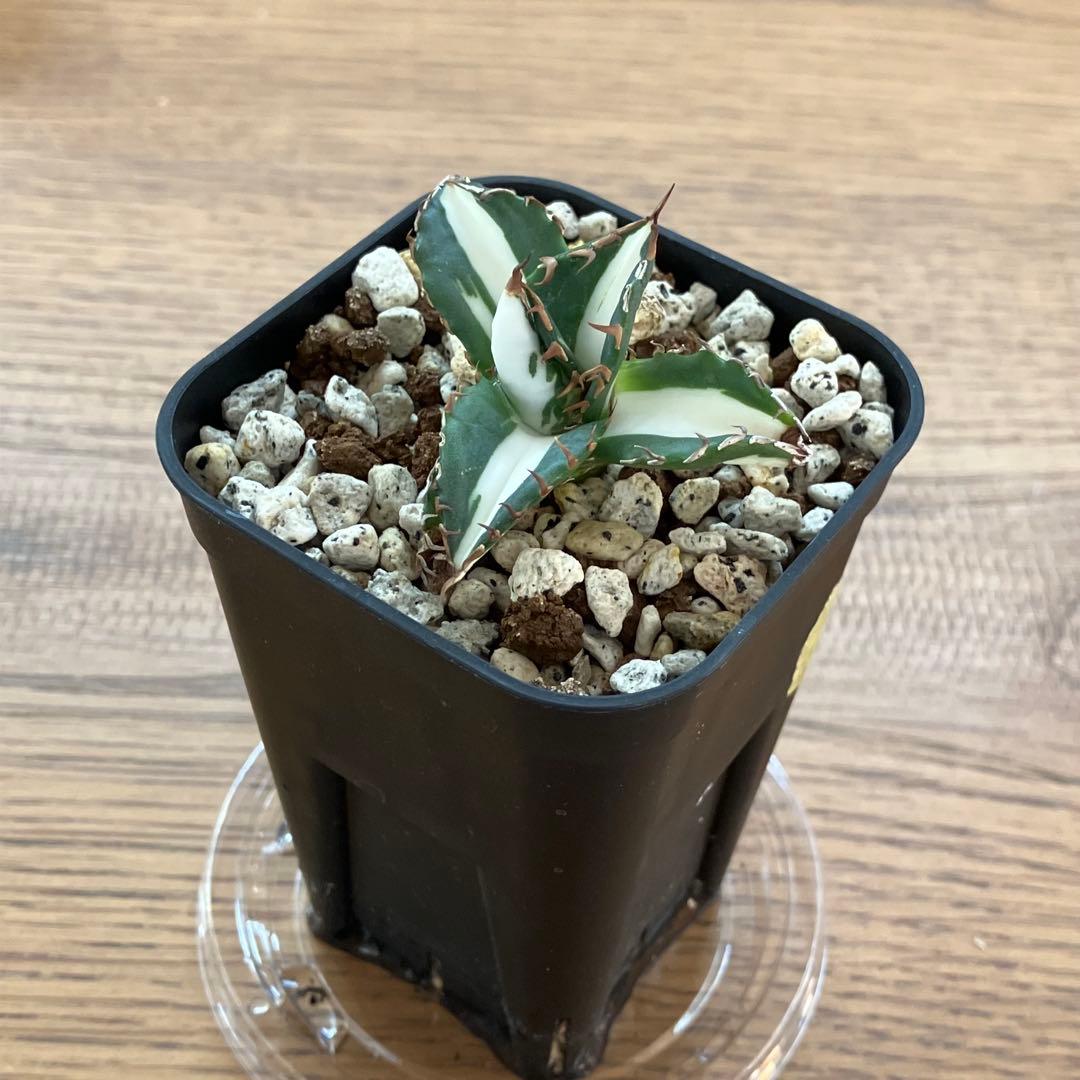 Pinky☆もんちぃ　速達【鉢ごと発送】アガべ　太陽神錦　白中斑　TC