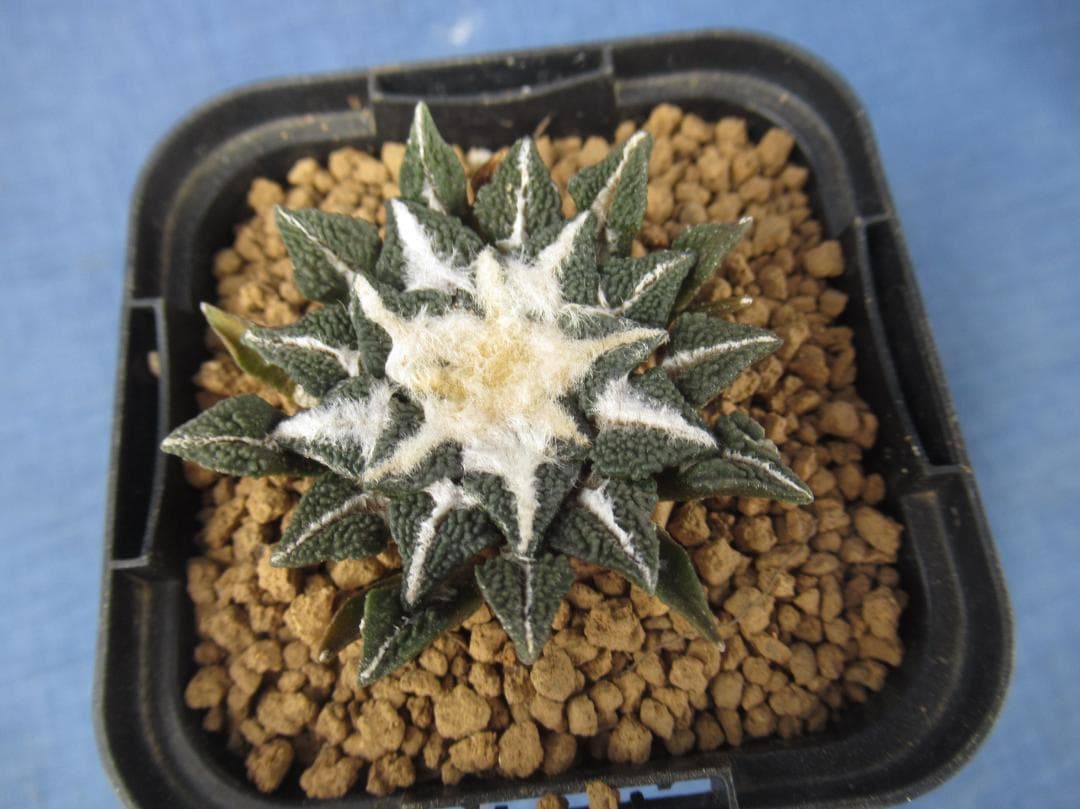 黒牡丹・実生苗 - メルカリ