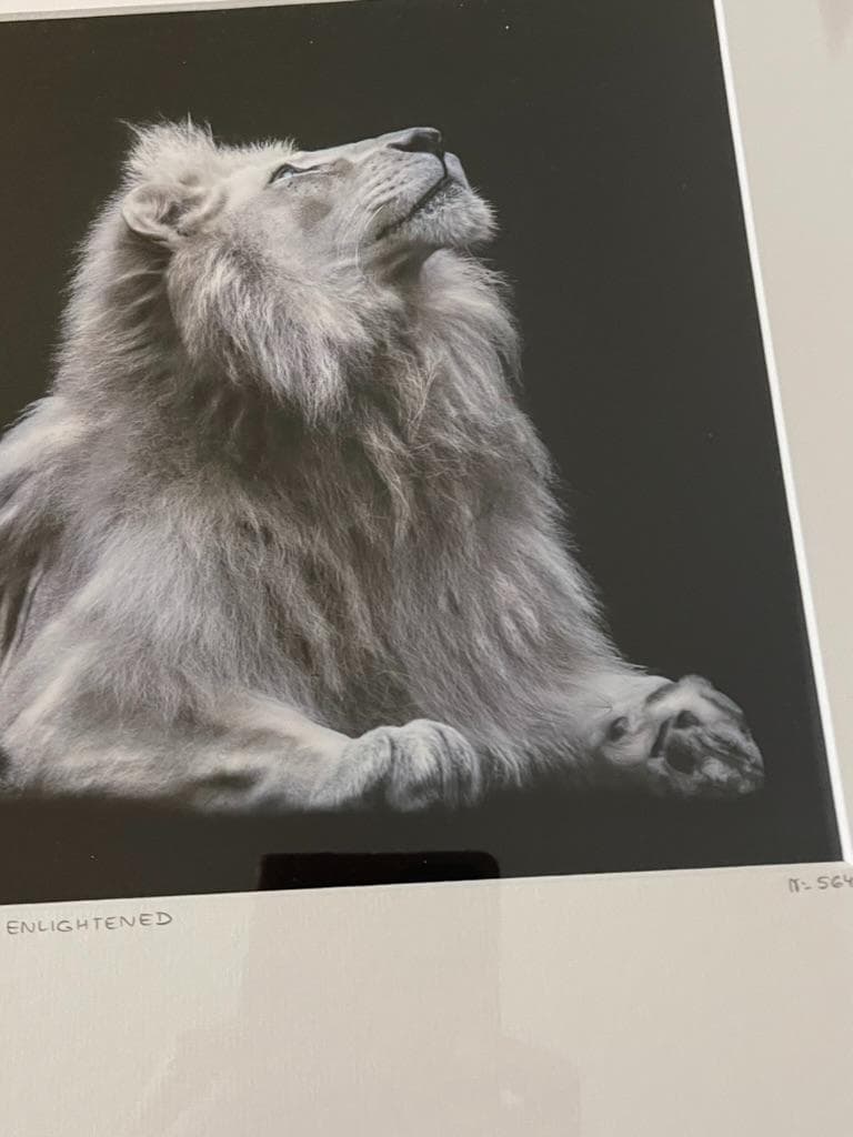 限定】イエローコーナー アート写真 ライオン ペドロ・ハルケ