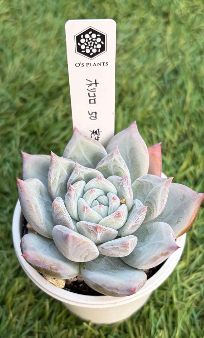 多肉植物 エケベリア オーズプランツ ホリコロ 50 実生 塾生株