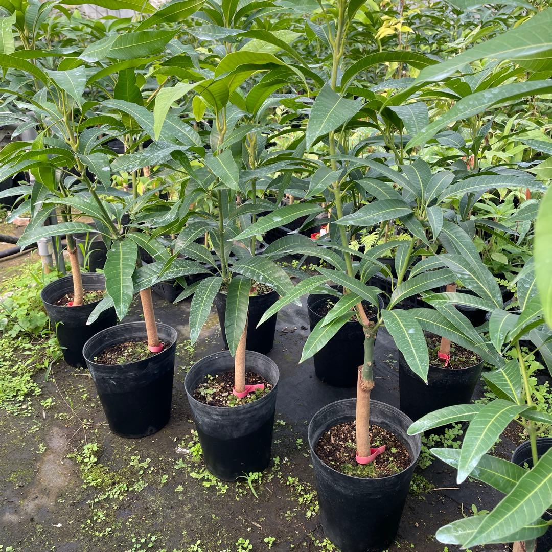 マンゴー苗 6号サイズ - メルカリ