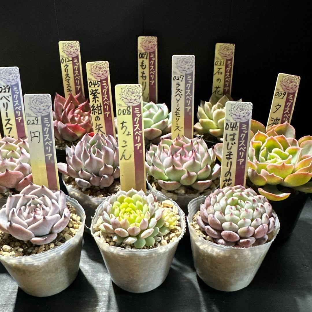 し*ん様 おらいさん苗10点セット　まだまだ成長お楽しみに♡ 札なし