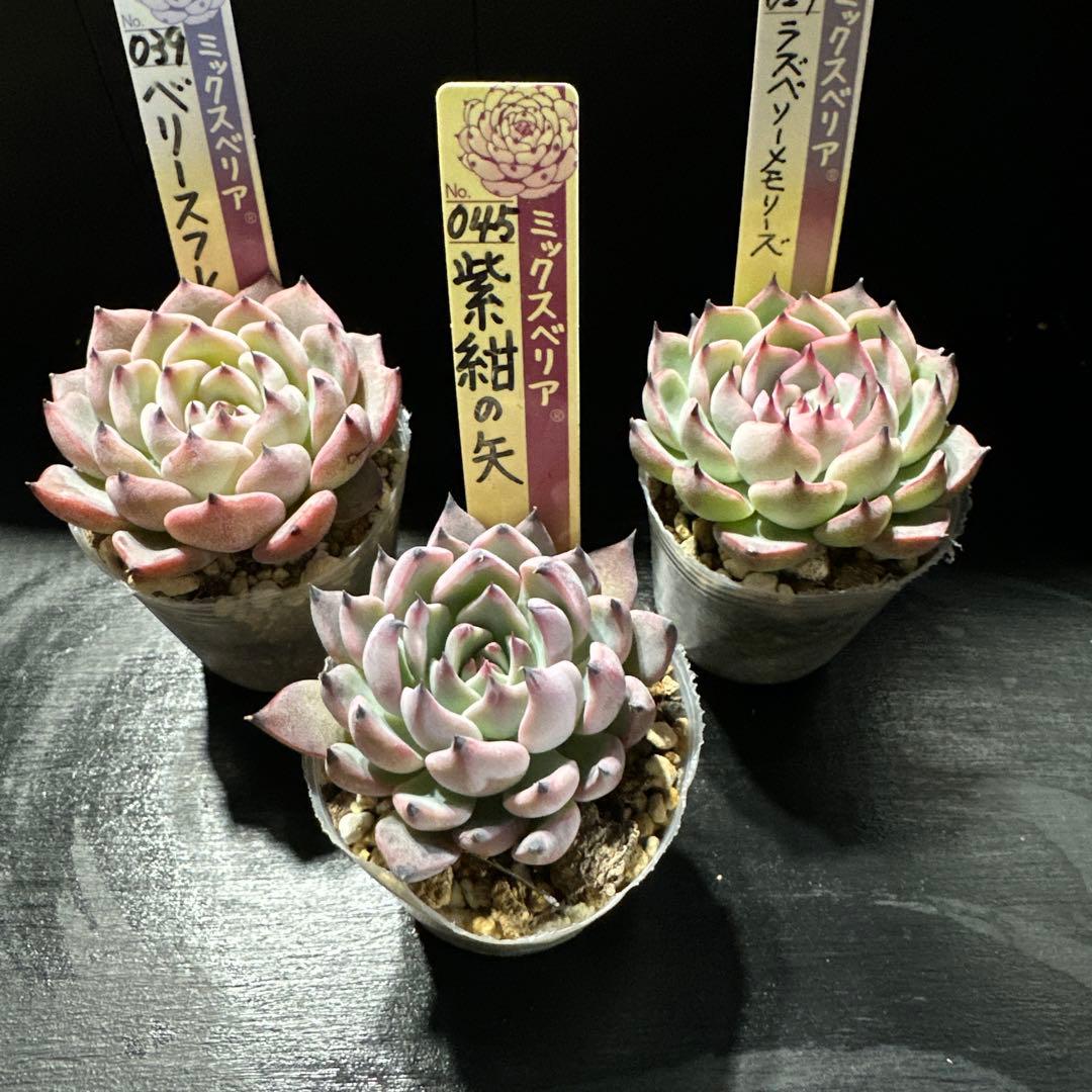 し*ん様 おらいさん苗10点セット　まだまだ成長お楽しみに♡ 札なし