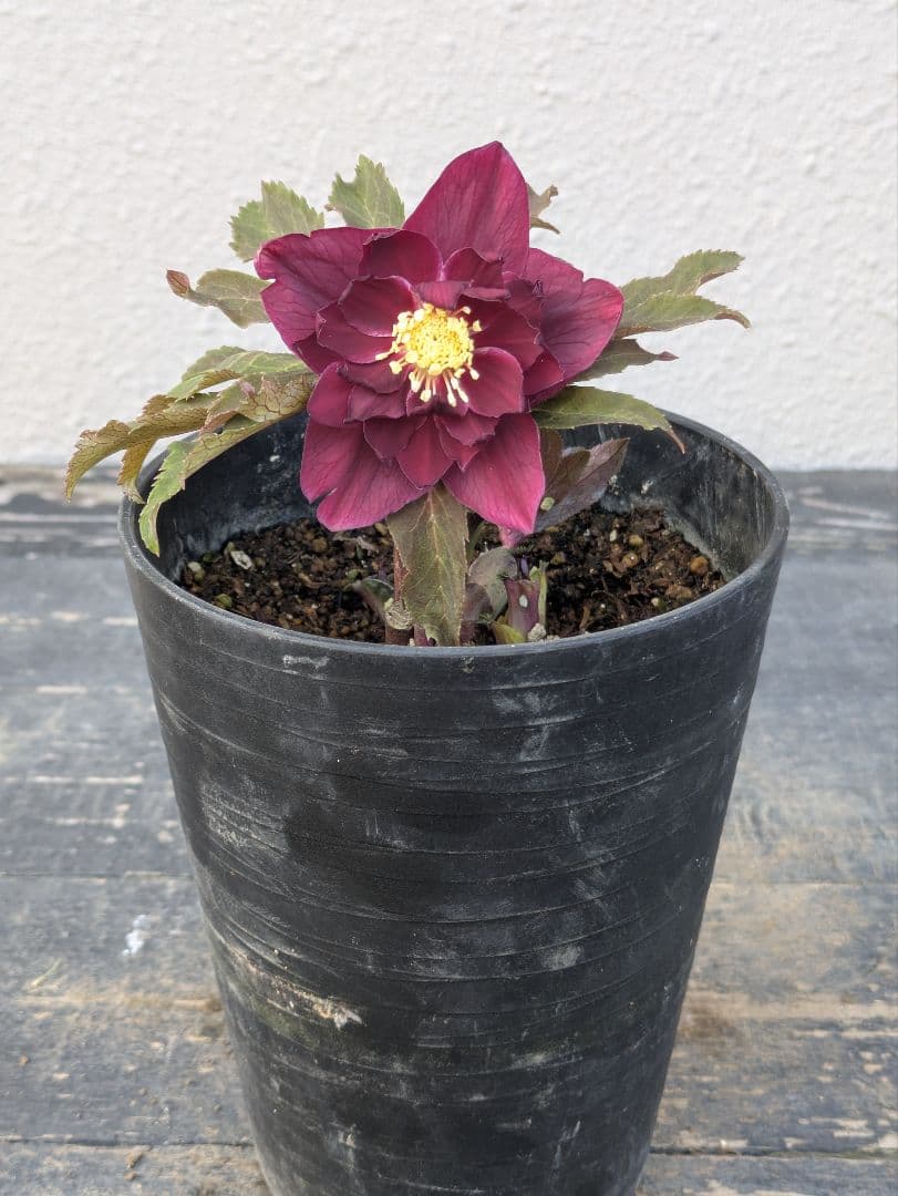 広瀬園芸 クリスマスローズ 多弁ダブル 【ベルベットレッド】 極美個体