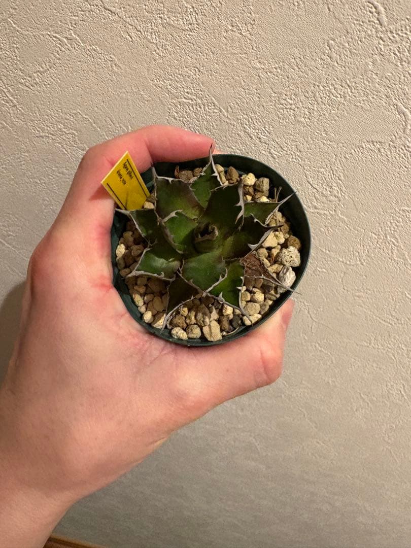 アガベ ギルベイ (ホンモノ) ホリダ - メルカリ