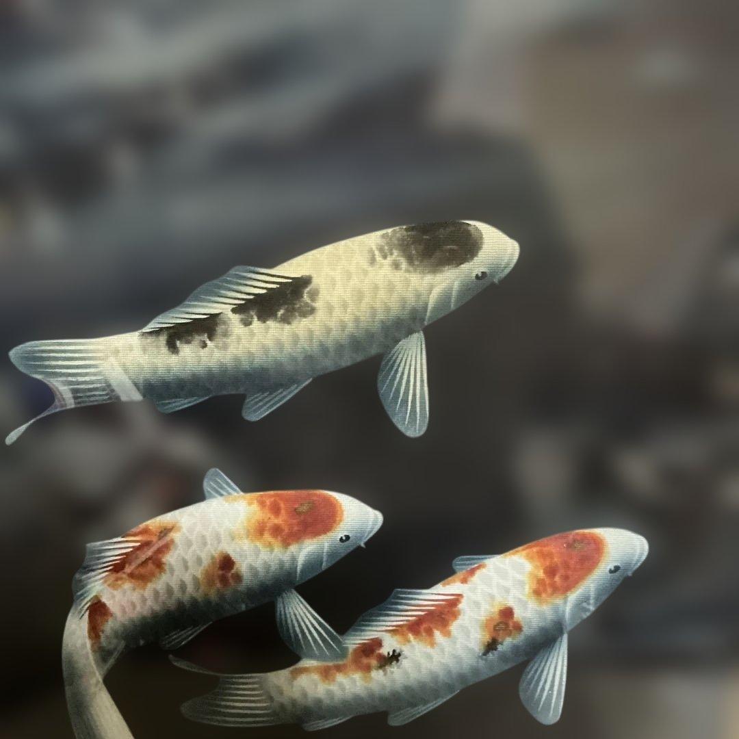 作者 海野春峰（うんのしゅんぽう） 「錦鯉」 美術名鑑評価 （最高傑作