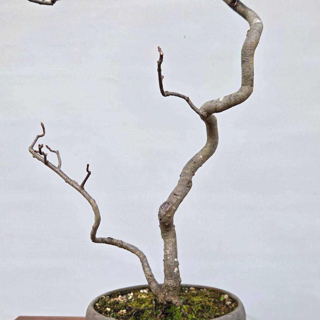 日本カマツカ [双幹文人風木] 中品盆栽 - メルカリ