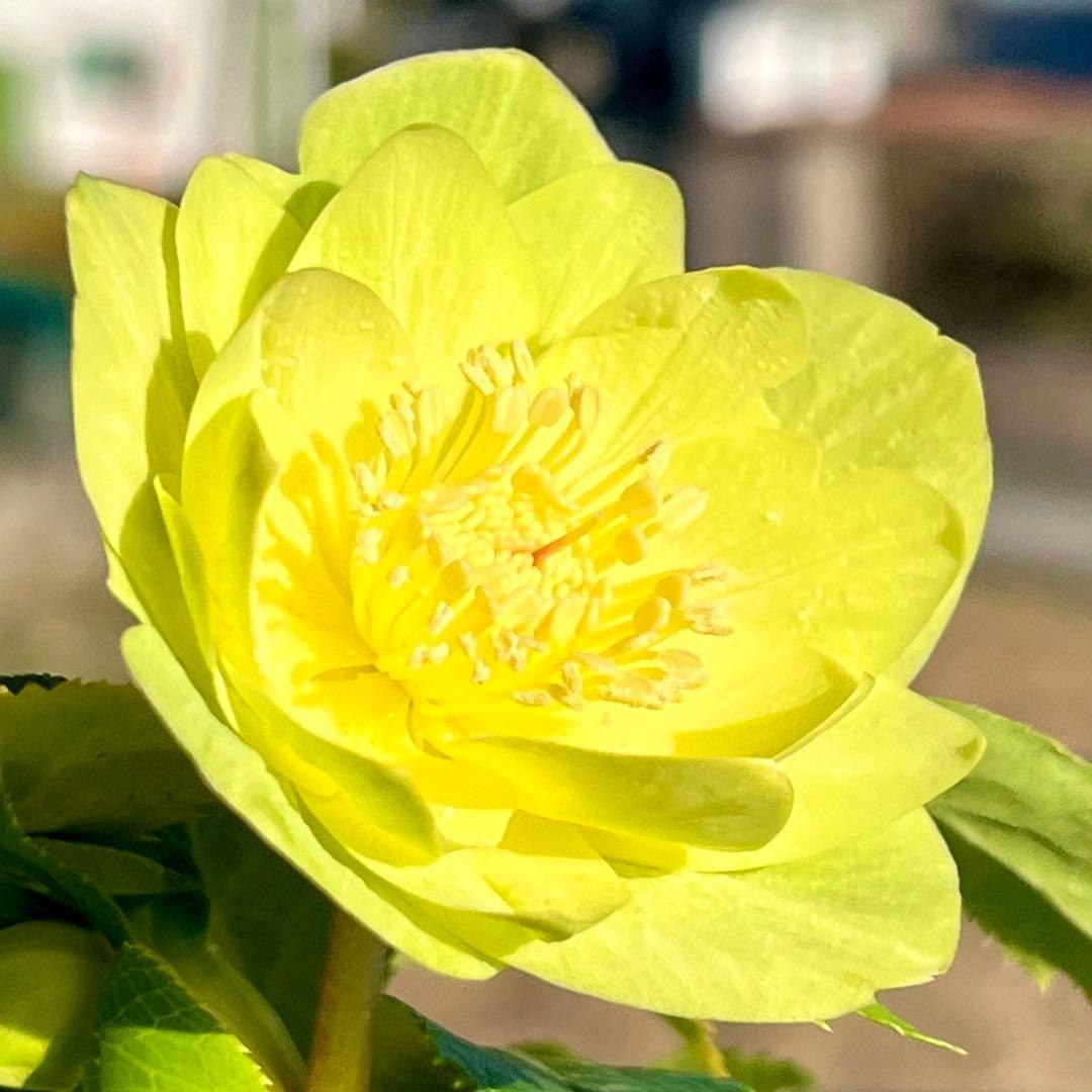 オ*ン様 ☘️蕾付き☘️根パンパン❤️沢山新芽元気株❤️3253⭐️強香⭐️強烈