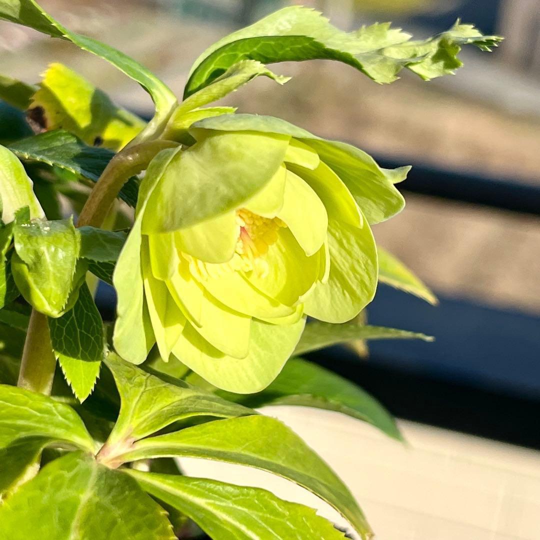 オ*ン様 ☘️蕾付き☘️根パンパン❤️沢山新芽元気株❤️3253⭐️強香⭐️強烈