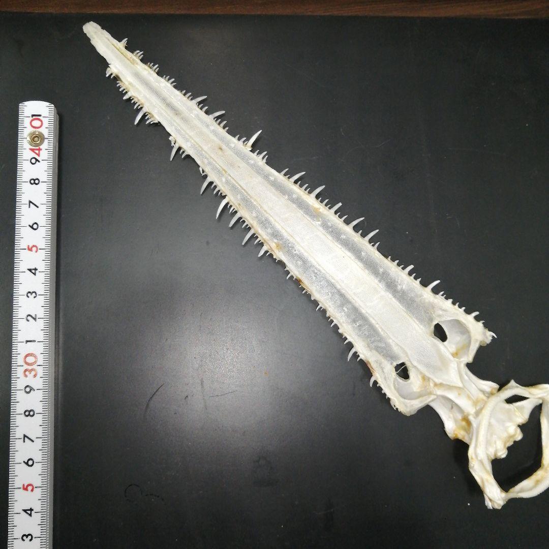 ノコギリザメ 乾燥標本 顎歯 S3 - メルカリ