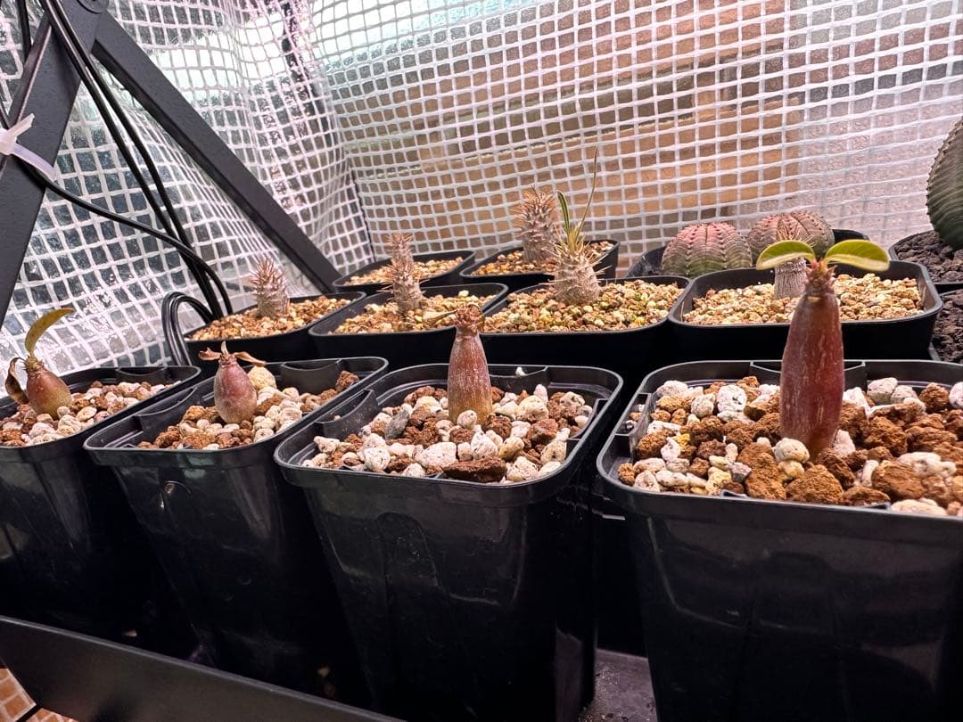 パキポディウム　ウィンゾリー　4株 園芸ネット本店｜パキポディウム：ウィンゾリー（実生） 4号鉢植え23