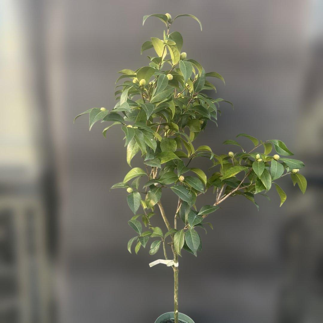 サト咲羽の誉(さわのほまれ)と炎セット苗