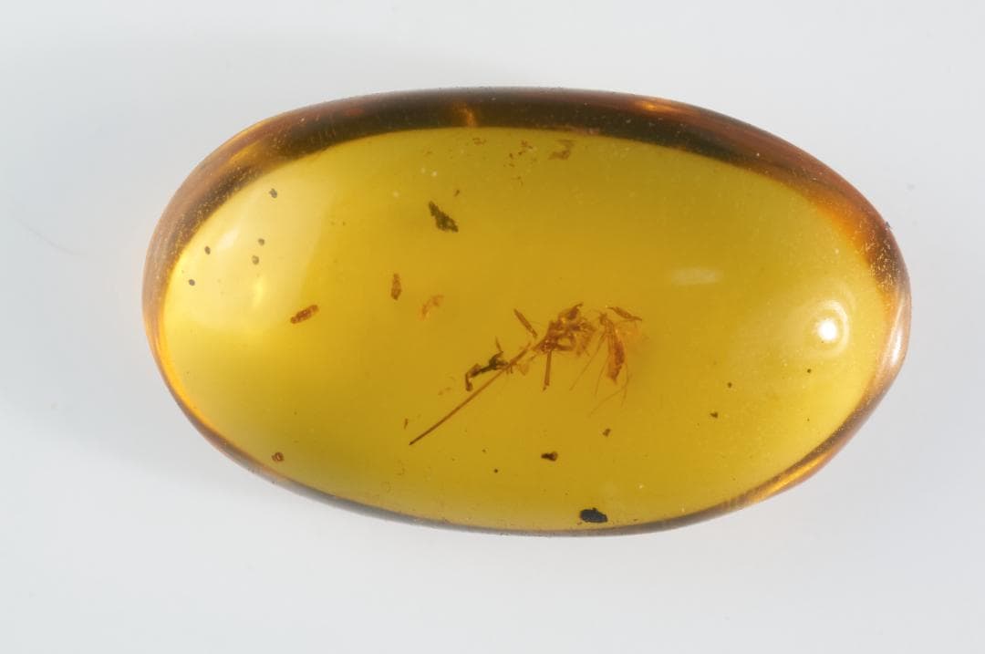 ZB377虫入り琥珀化石 ミャンマー カムティかタナイ産 9900万年前