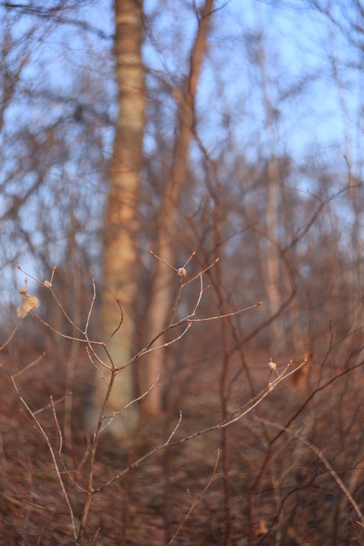 HELIOS-44 58mm F2 silver《MMZ製》【光学美品】