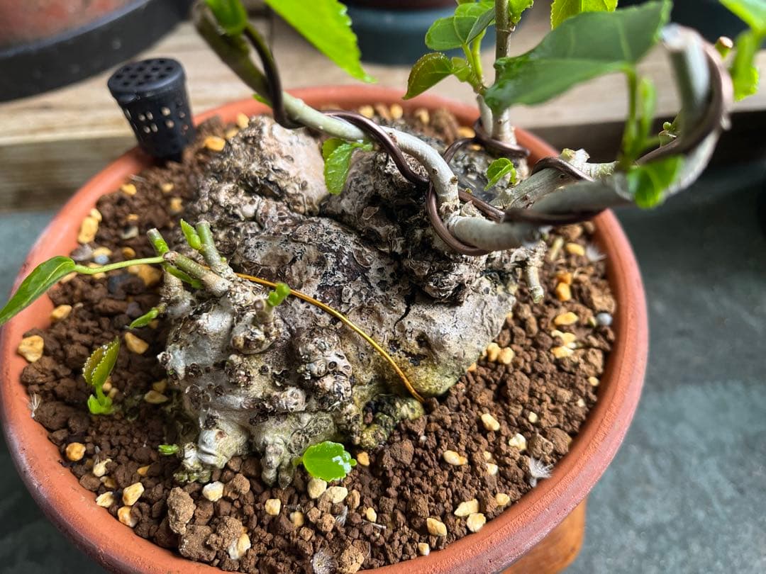 ✨✨✨オキナワイボオオハマボウ【◎良品素材】検/ハート葉happy♪セール♪