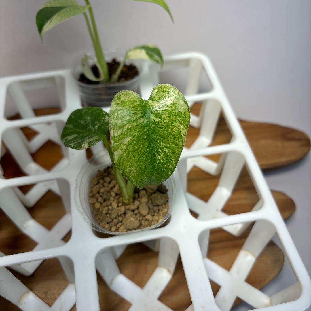 5株セットMS17【特別選抜】ホワイトモンスター／天津蘭 モンステラ斑入り