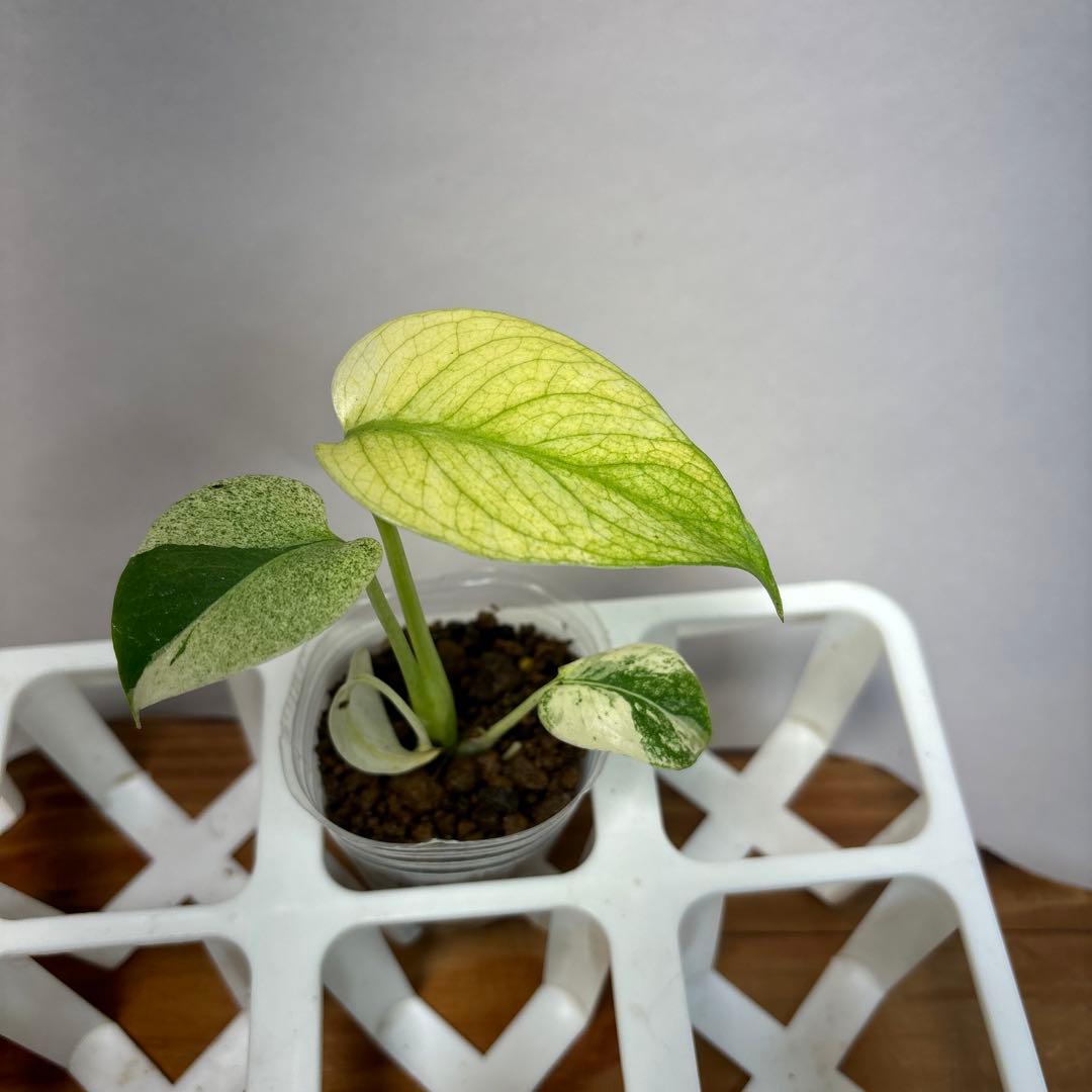 5株セットMS17【特別選抜】ホワイトモンスター／天津蘭 モンステラ斑入り