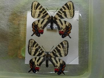 まる　　キンギフペアー MR106ZZ1MC5P5 | NSK 日本精工